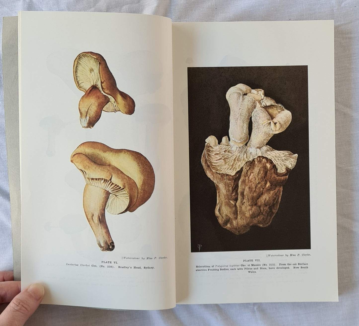 Toadstools and Mushrooms by John Burton Cleland