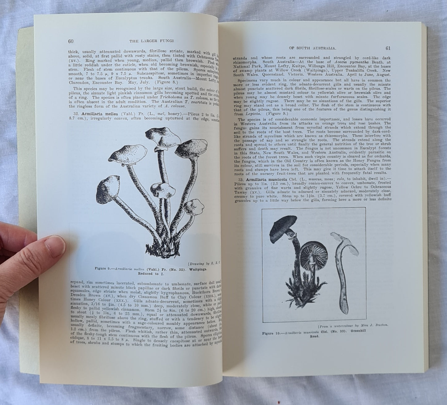 Toadstools and Mushrooms by John Burton Cleland