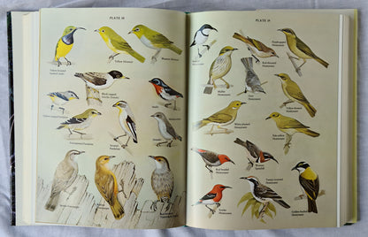 Birds of Australia by J. D. Macdonald
