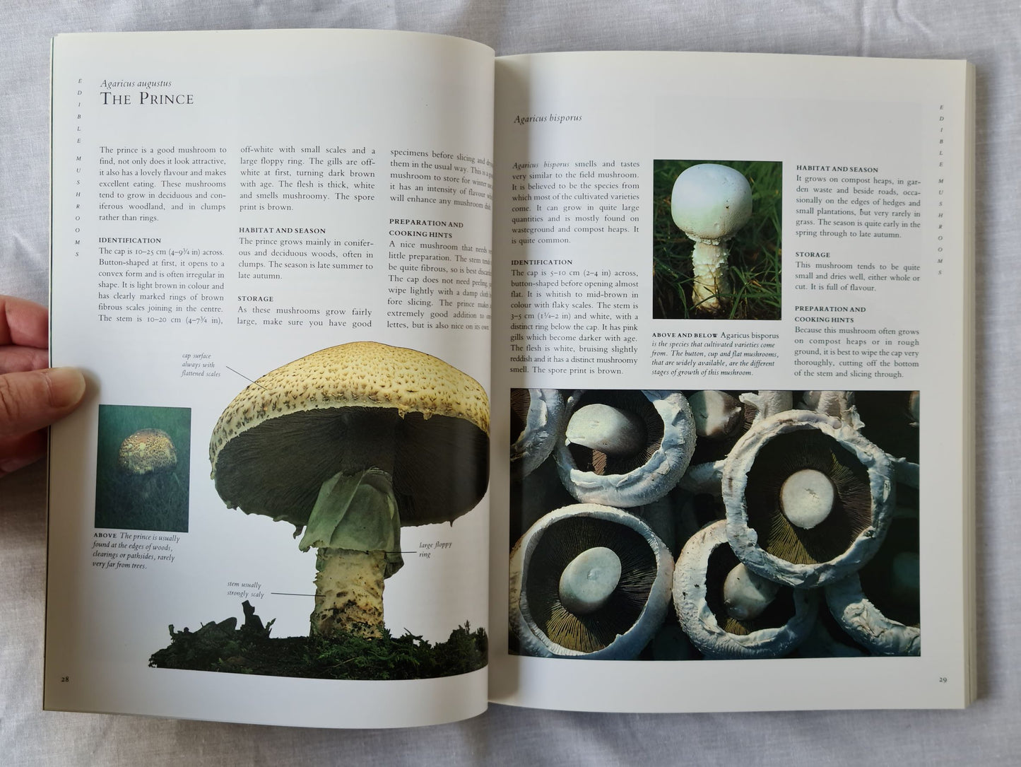 Mushroom Identifier by Peter Jordan