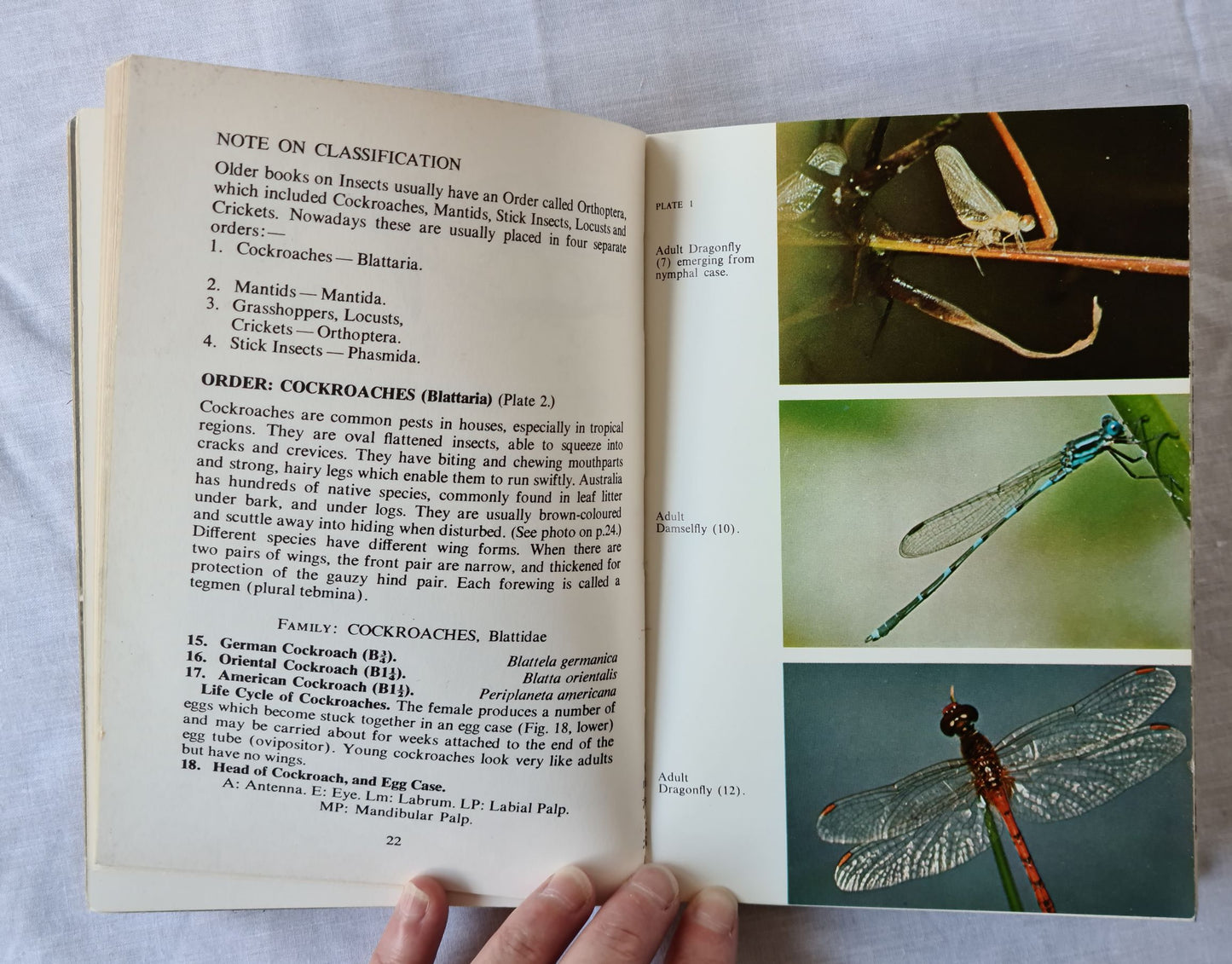 Australian Insects by John Child