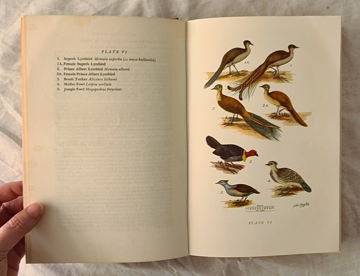 What Bird is That? by Neville W. Cayley