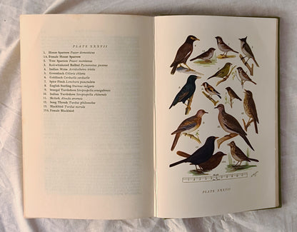 What Bird is That? by Neville W. Cayley