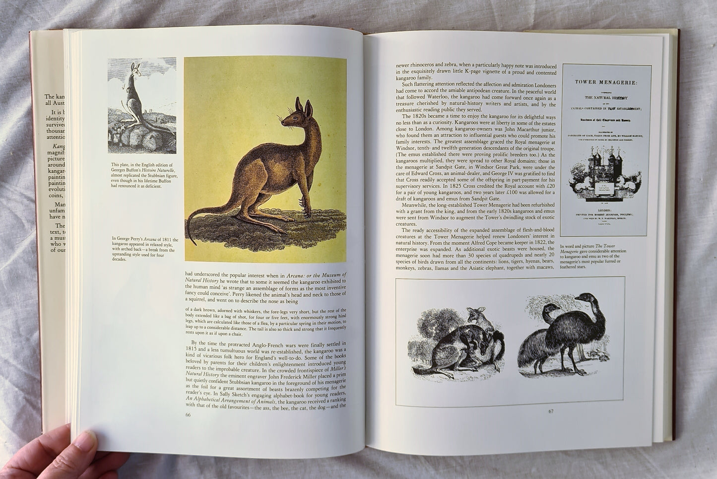 Kangaroo by R. M. Younger