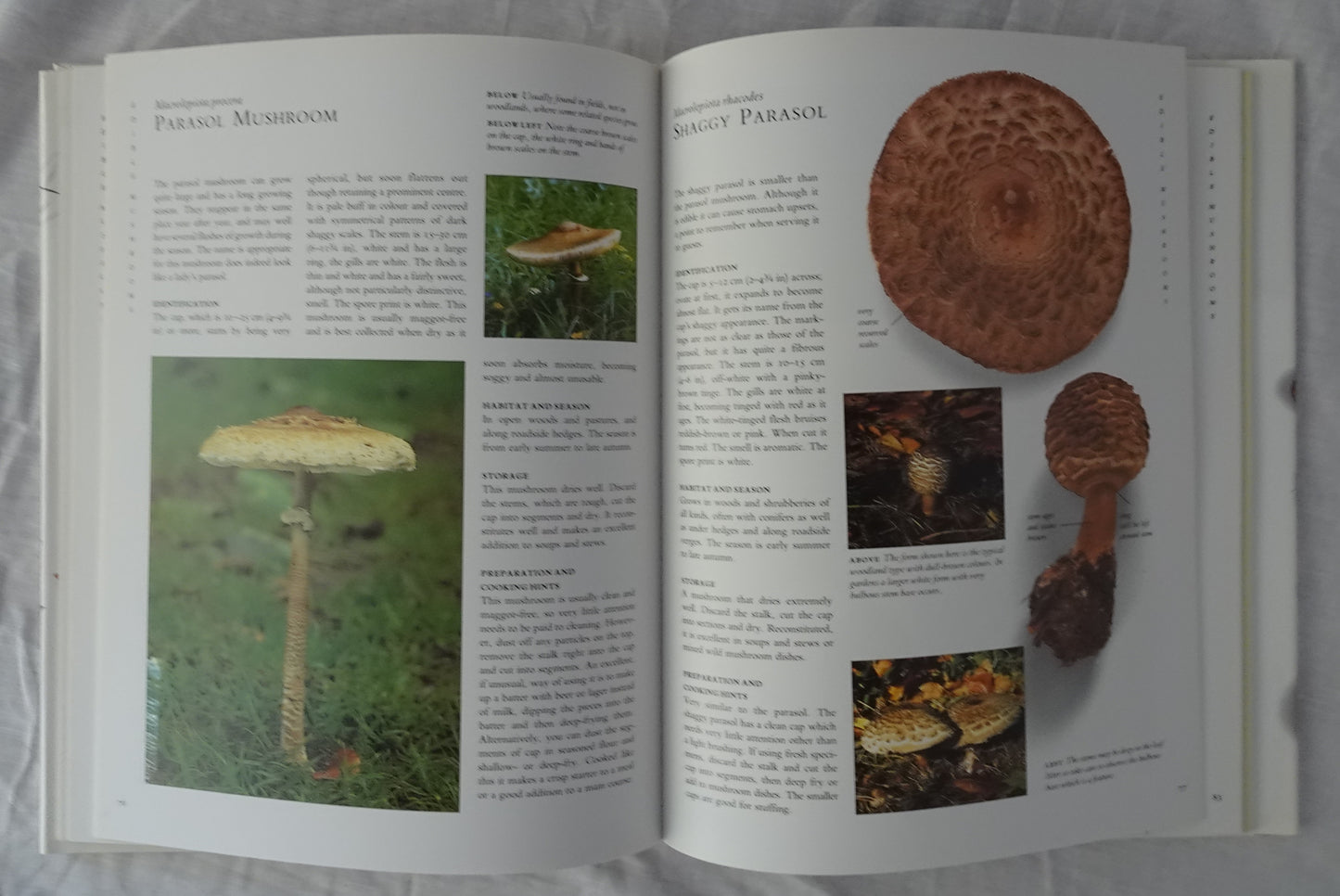 The New Guide to Mushrooms by Peter Jordan