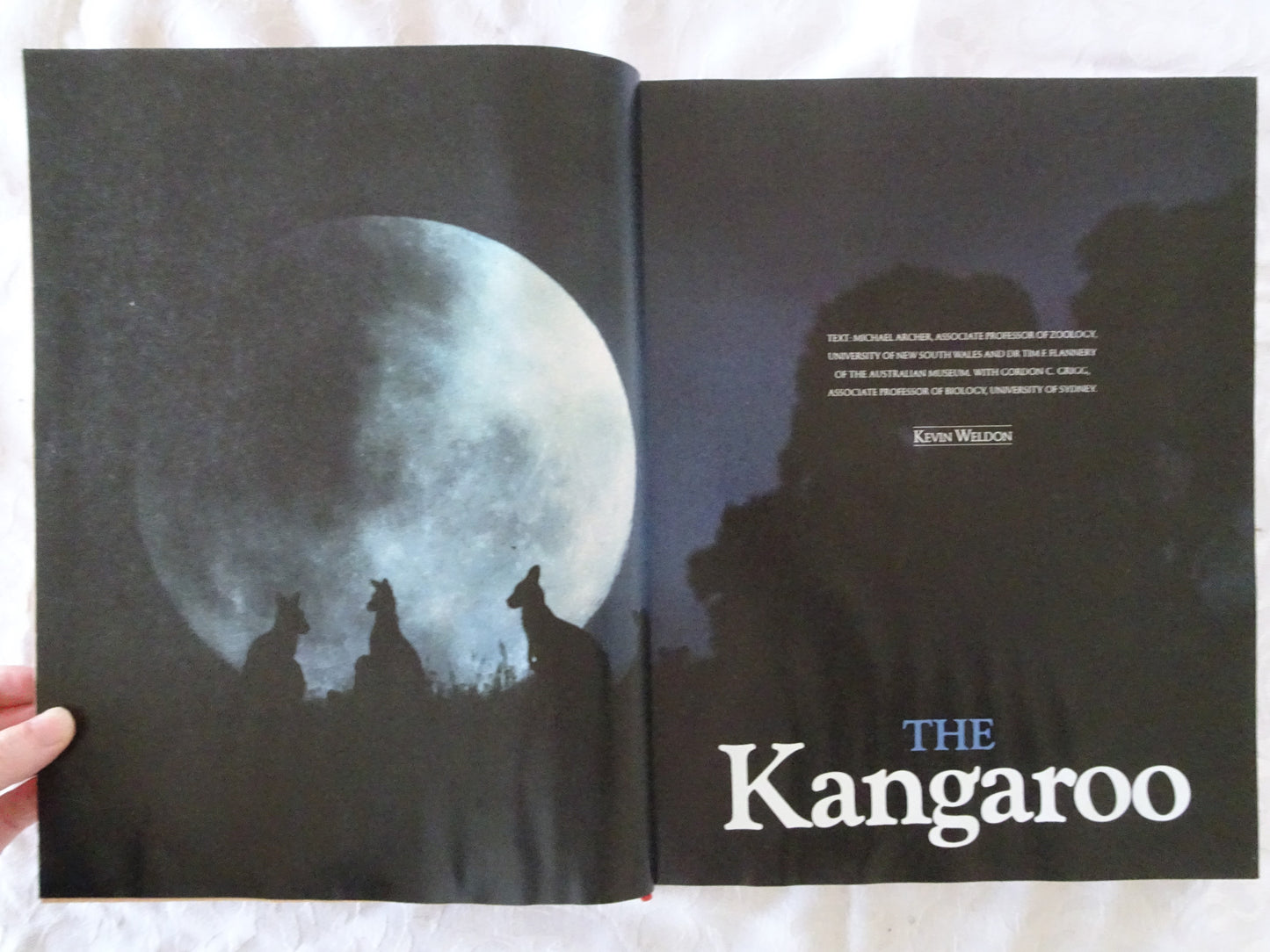The Kangaroo by Michael Archer, Tim F. Flannery and Gorden C. Grigg