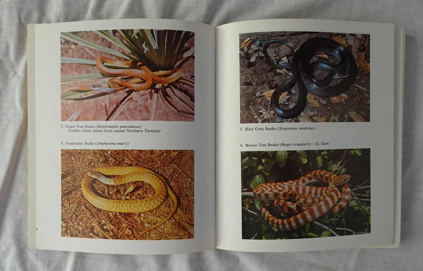 Snakes & Lizards of Australia by Graeme F. Gow and Stephen Swanson