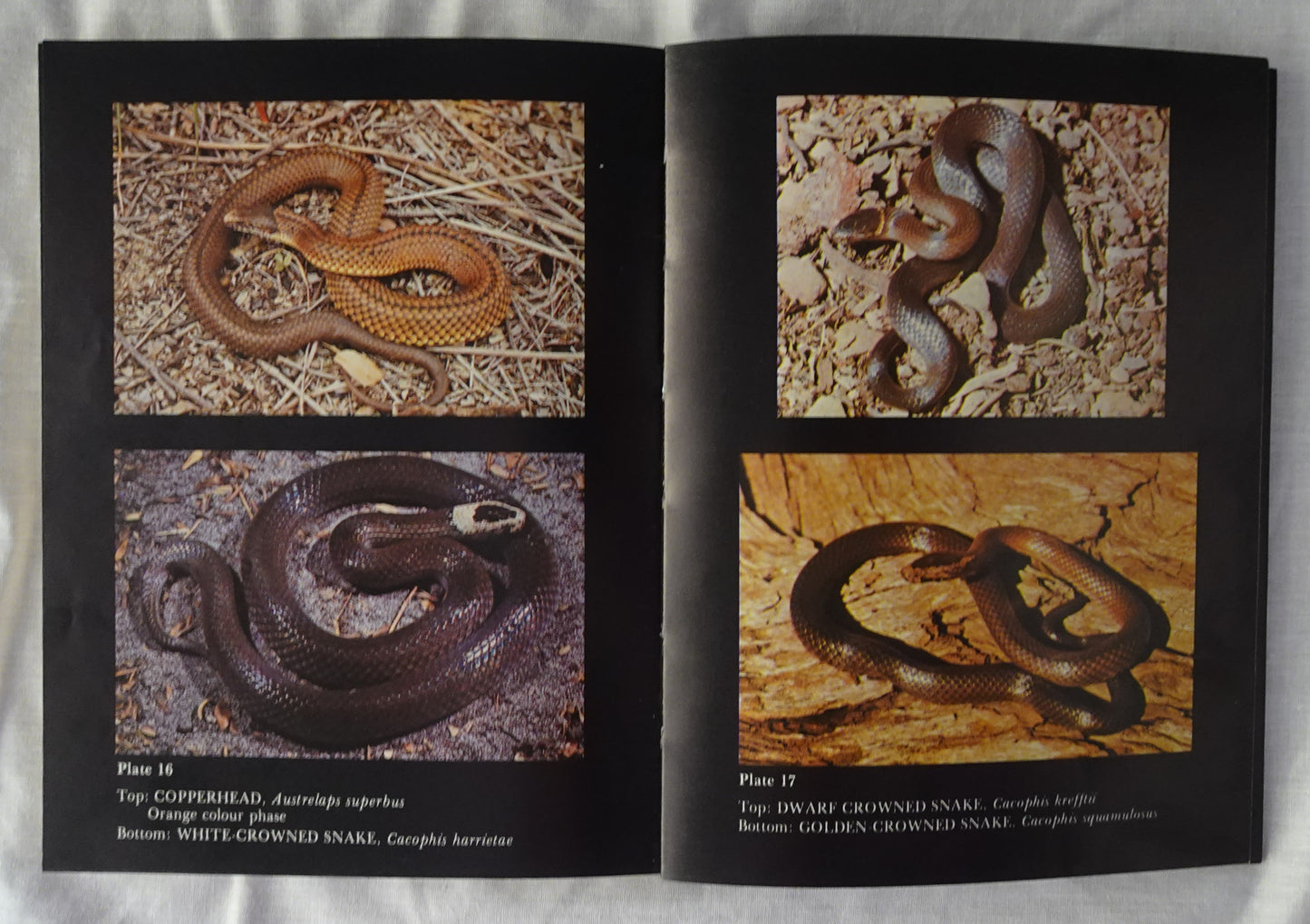 Snakes of Australia by Graeme F. Gow