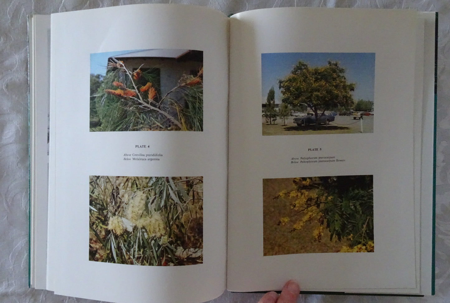 Trees For Darwin and Northern Australia by D. A. Hearne