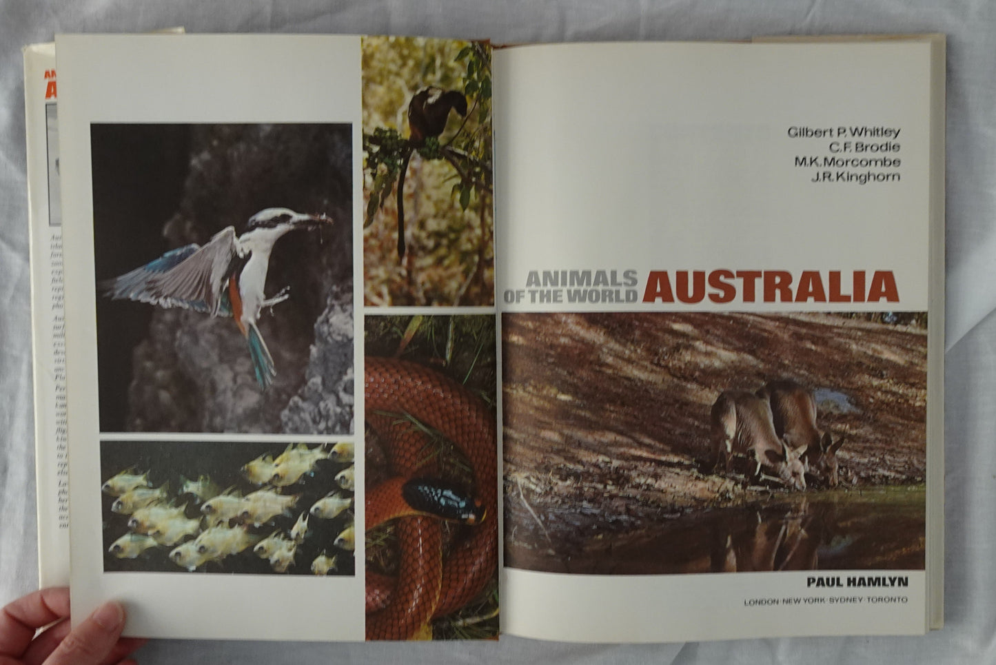 Animals of the World Australia by Gilbert P. Whitley, C. F. Brodie, M. K. Morcombe and J. R. Kinghorn