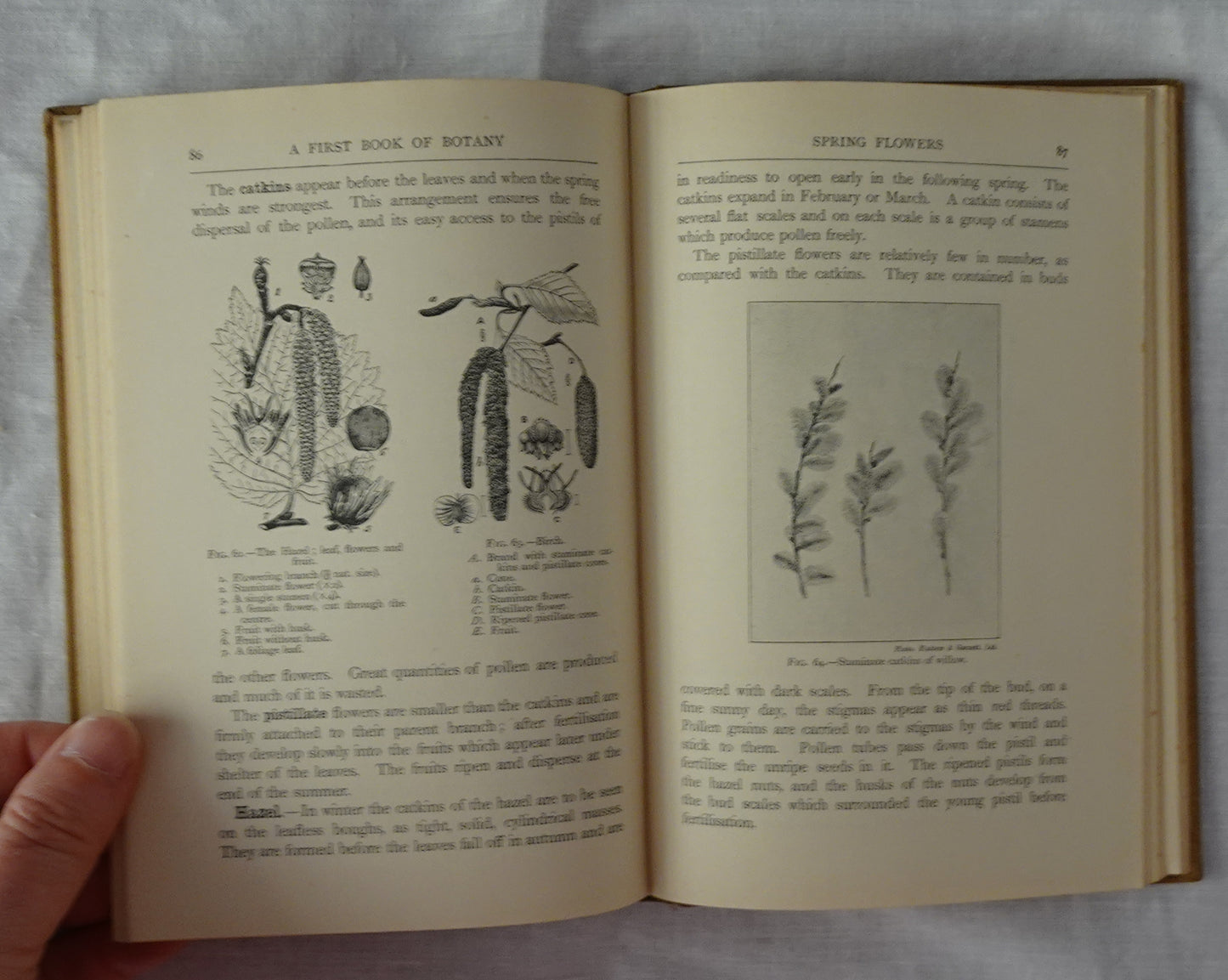 A First Book of Botany by Elizabeth Healey