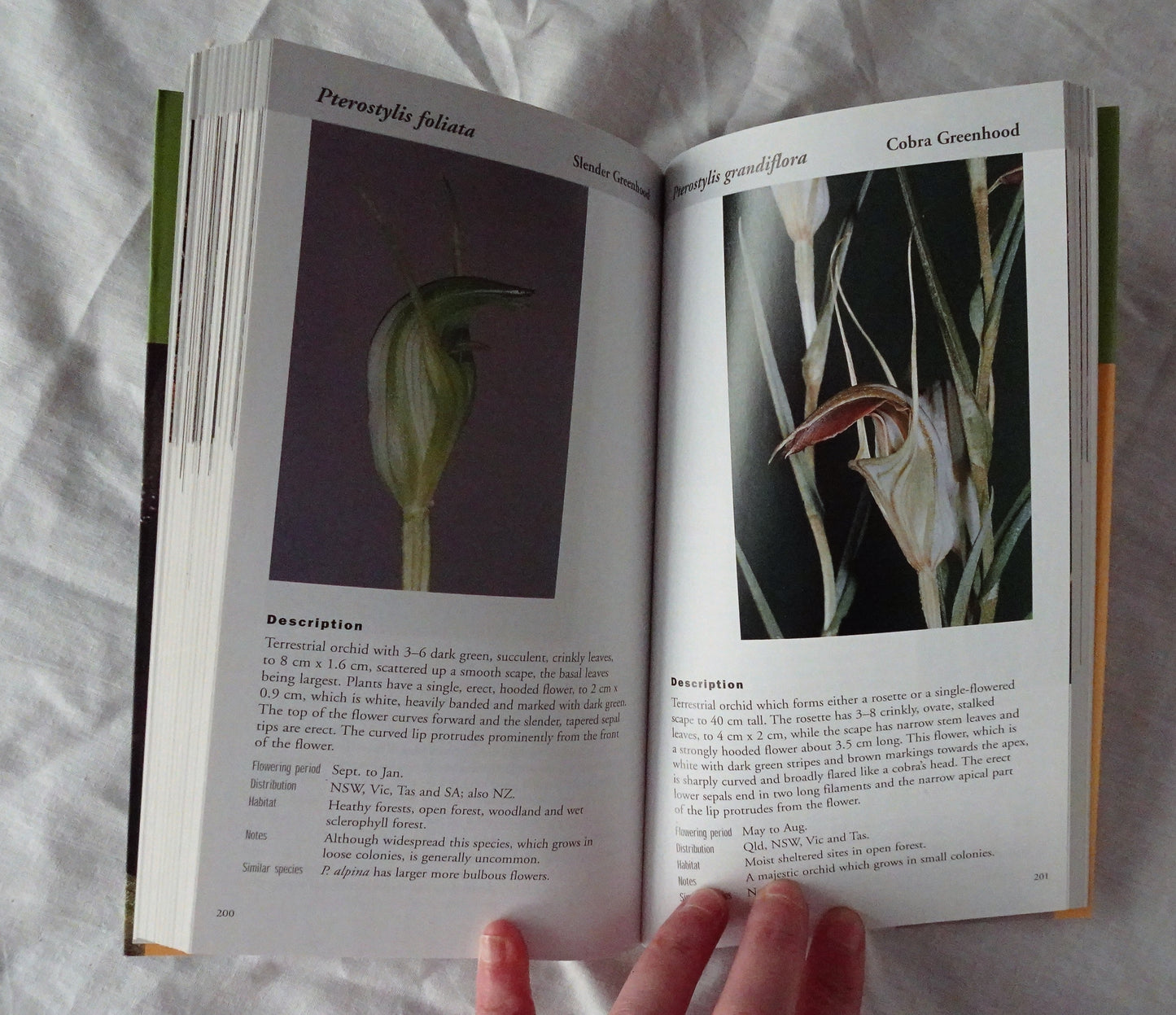 A Field Guide to the Native Orchids of Southern Australia by David and Barbara Jones
