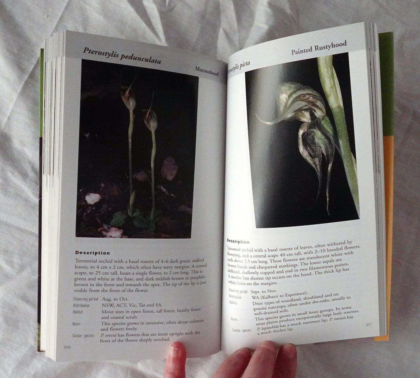 A Field Guide to the Native Orchids of Southern Australia by David and Barbara Jones