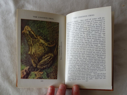 The Observer's Book of Wild Animals of the British Isles by W. J. Stokoe