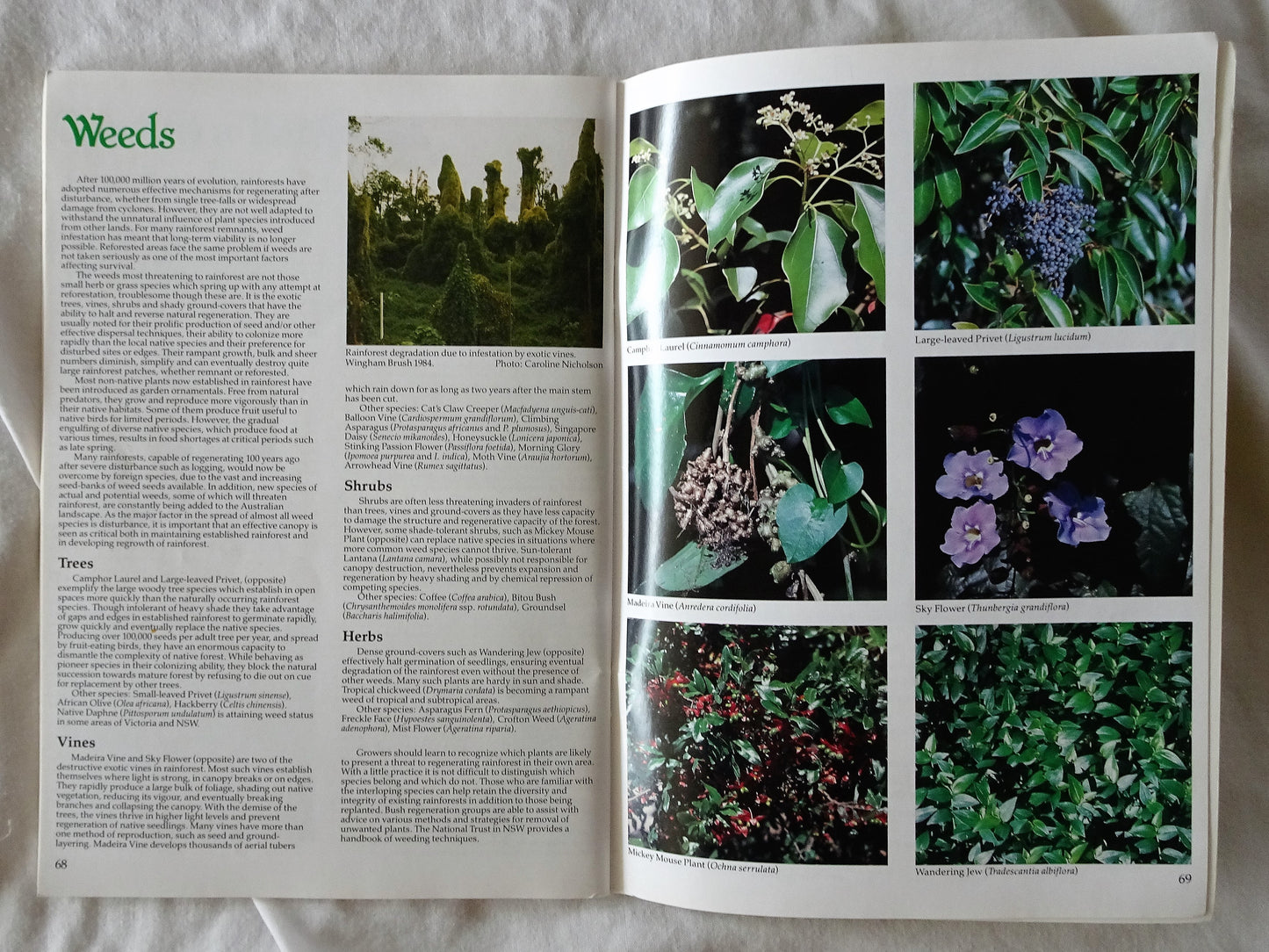 Australian Rainforest Plants II by Nan & Hugh Nicholson