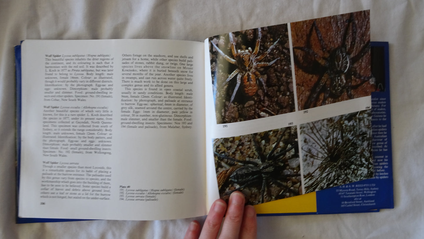 Australian Spiders in Colour by Ramon Mascord