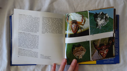 Australian Spiders in Colour by Ramon Mascord