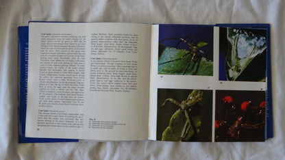 Australian Spiders in Colour by Ramon Mascord