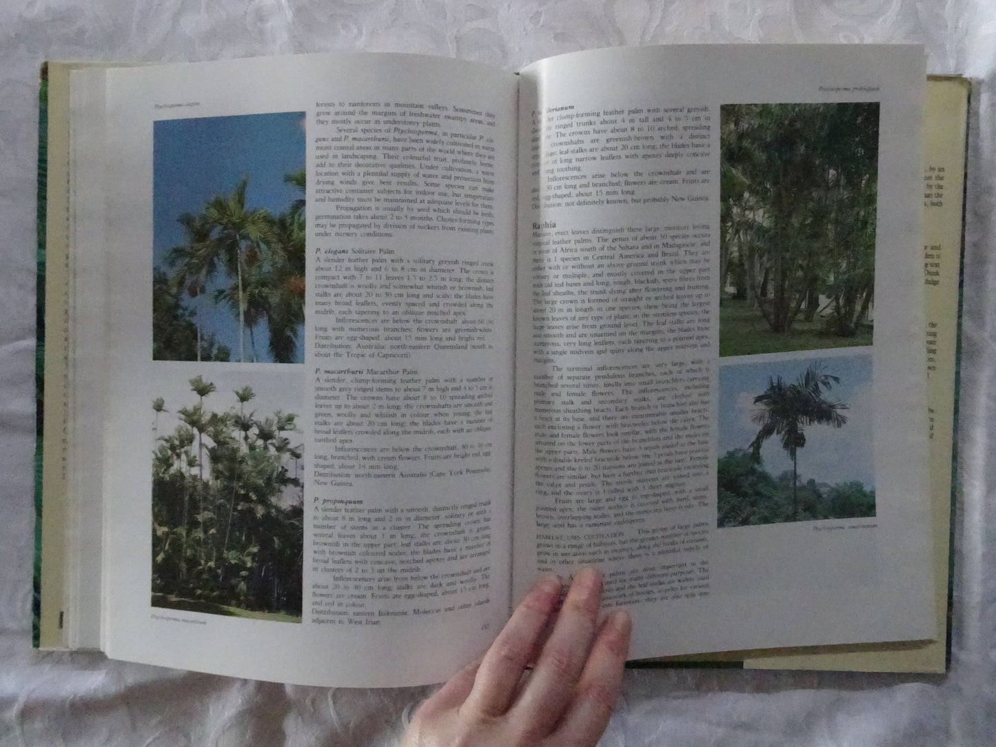 Palms of the World by Alec Blombery & Tony Rodd