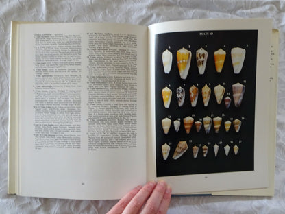 Shells of New Guinea and the Central Indo-Pacific by Alan Hinton
