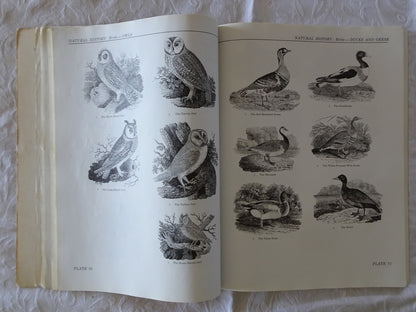 1800 Woodcuts By Thomas Bewick And His School by Blanche Cirker