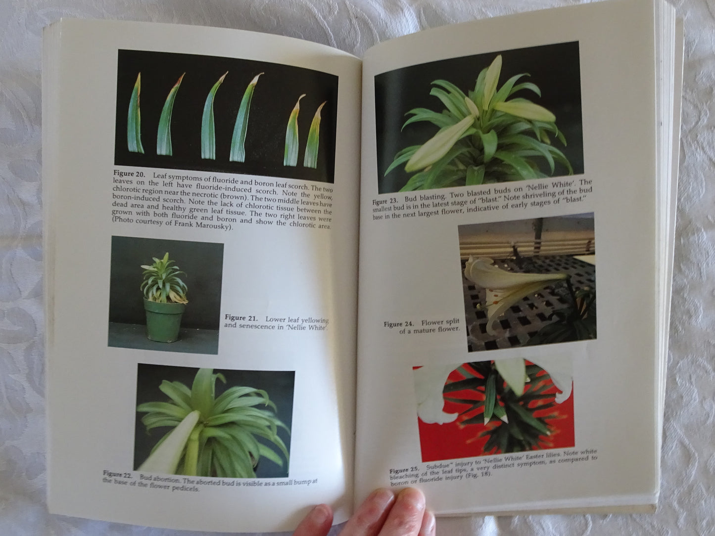 Easter And Hybrid Lily Production by William B. Miller
