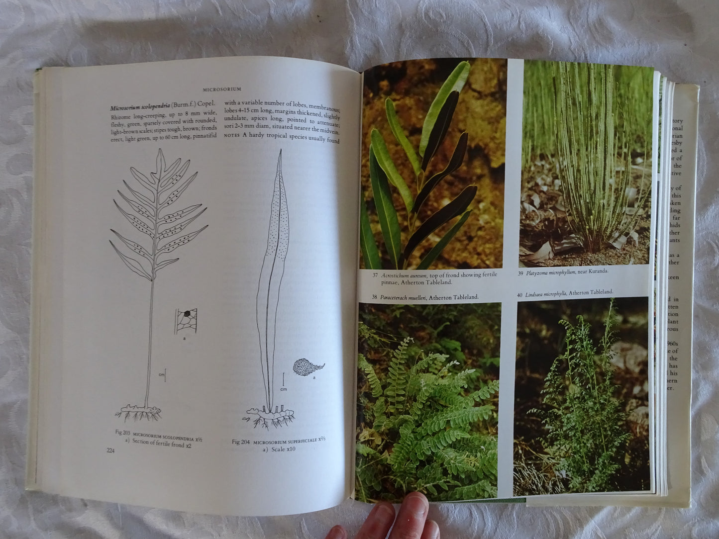 Australian Ferns and Fern Allies by D. L. Jones & S. C. Clemesha
