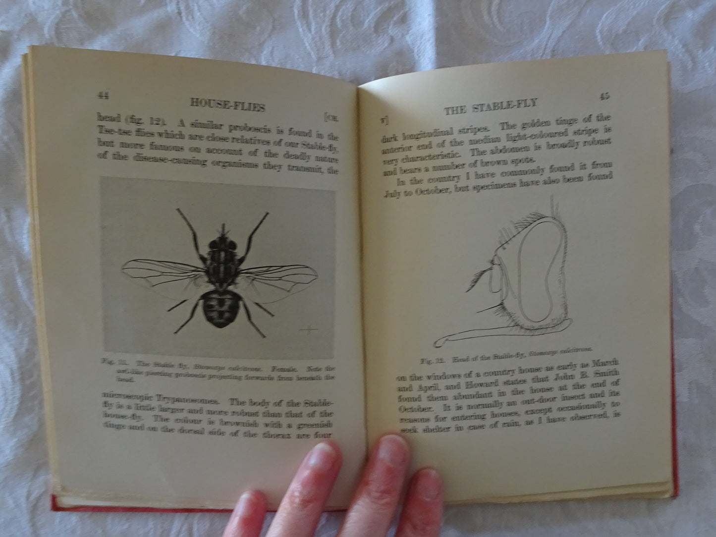 House-Flies And How They Spread Disease by C. G. Hewitt